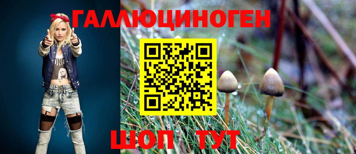 Псилоцибиновые грибы Psilocybe Солнечногорск